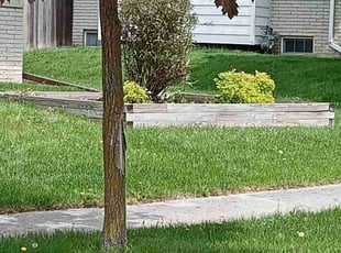 Jaime S.'s Bush Trimming service result