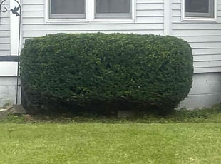 Veronique T.'s Lawn Care service result