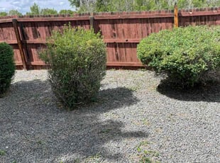 Bush Trimming by Chris Clark for Marjorie E. in Colorado Springs, CO
