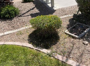 Bush Trimming by Michael Rizzo for Calvin B. in Queen Creek, AZ