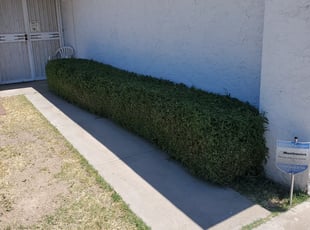 Bush Trimming by Damian Hudson for Kelly N. in Glendale, AZ