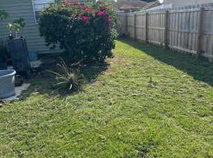 Kenyatte T.'s Bush Trimming service result