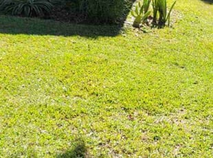 Leaf Removal by Carlos Martinez for Egberto C. in Haines City, FL