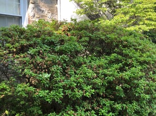 Bush Trimming by Carlos Alba for Malene D. in Arlington, VA