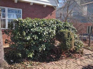 Bush Trimming by Allan Roberts for Chien-Liang F. in Arlington, VA
