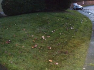 Leaf Removal by Stacie Jackson for Rose L. in Renton, WA