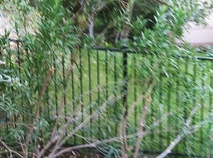 Bush Trimming by Derek Schoenfeld for Lori L. in San Antonio, TX
