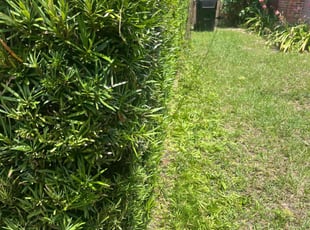 Bush Trimming by Josue Nunez for Ahmier H. in Orlando, FL