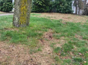 Cleanups by Dimas Raul Estrada Barrera for Gage C. in Needham, MA