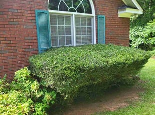 Bush Trimming by Brandon Hunt for Lina P. in Fortson, GA