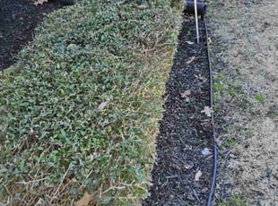 Bush Trimming by Tyrone Blaylock for Caitlin R. in Arlington, TN