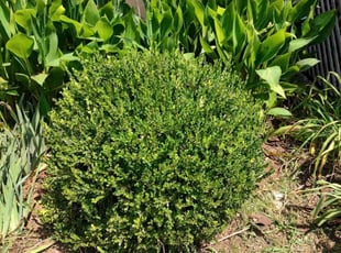 Weeding by Allan Roberts for Lineth B. in Washington, DC