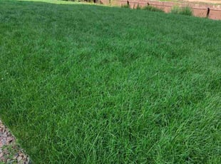 Zima G.'s Lawn Maintenance service result