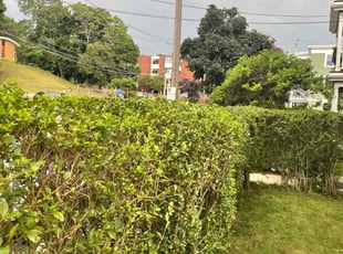 Stephanie L.'s Bush Trimming service result
