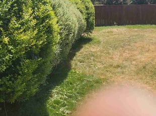Bush Trimming by Greg Watson for Chris W. in Dallas, TX