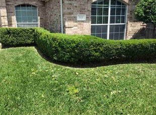 Bush Trimming by Randy Jordan for Chad I. in Spring, TX