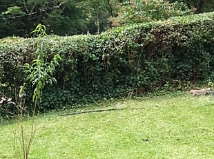 Bush Trimming by Emmanuel Odeh Adimah for Jonathan S. in Atlanta, GA