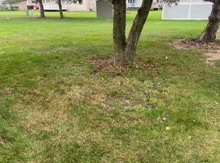 Leaf Removal by Darren Mudget for Emilee T. in Lansing, MI