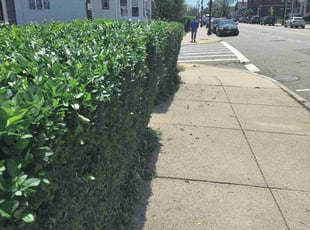 Bush Trimming by Peter Monopoli for Jennileen J. in Boston, MA