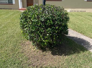 Bush Trimming by Edwin Rios Rosado for Joy P. in DeLand, FL