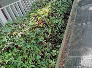 Bush Trimming by Kendric Williams for Sandra D. in Knightdale, NC