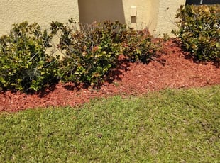 Mulching by Donald Austile for Helen D. in Bartow, FL