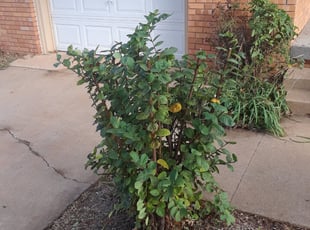 Bush Trimming by Matthew Reed for Amber B. in Norman, OK