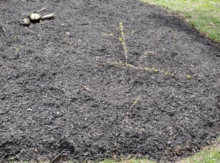 Cleanups by Percy Esteban Perez for Lucy M. in Brockton, MA
