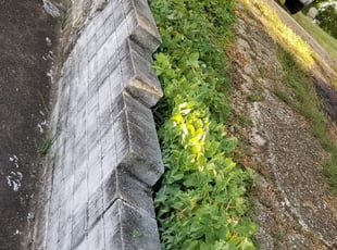 Bush Trimming by James A. Saulsbury for Jeriesha P. in Washington, DC