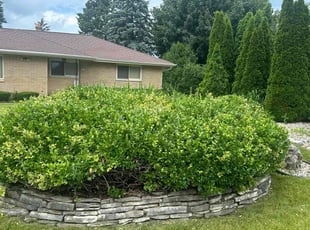 Bush Trimming by Salem Ester for Kent P. in Brown Deer, WI