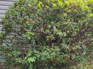 Bush Trimming by MaryAnn Hardy for Mackendy O. in Virginia Beach, VA