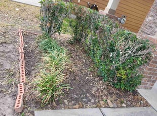 Bush Trimming by Jesus Fortanel for Denisha N. in Houston, TX