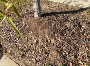 Weeding by Nicholas Barden landscaping Lawn for Michelle H. in Fuquay-Varina, NC