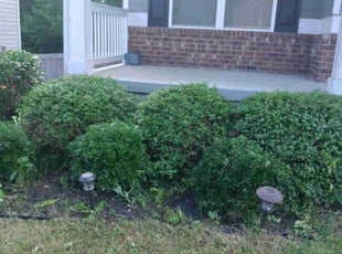 Bush Trimming by Enrique Juarez for Sabrina F. in Canton, GA