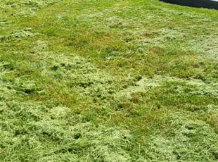 Ronald H.'s Lawn Care service result