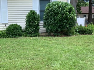 Bush Trimming by Anthony Bartell for Frank S. in Portsmouth, VA