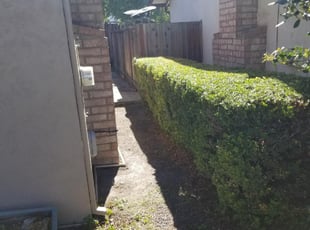 Bush Trimming by Alfredo Contreras for Alani . in San Jose, CA