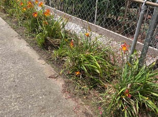 Weeding by Derrick Brown for Charles S. in Newport News, VA