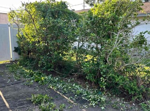 Bush Trimming by Hector Mieles for Chris L. in Belle Isle, FL