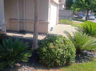 Ginny M.'s Bush Trimming service result