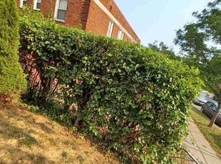 Bush Trimming by Amber Fuentes for Will S. in Washington, DC