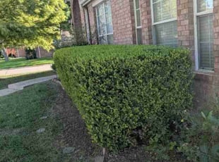Daniel F.'s Bush Trimming service result