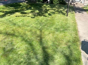 Phenola M.'s Lawn Care service result