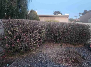 Bush Trimming by Tripler Dela Cruz for Nancy M. in Sun Lakes, AZ