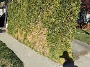 Bush Trimming by Emanuel Riak for Jeffery K. in Salt Lake City, UT