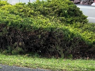 Bush Trimming by Icaro Dos Santos for Chelsea P. in Adamstown, MD