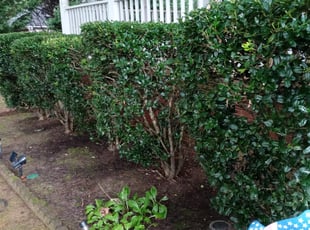 Bush Trimming by Erika Aziz for Brandon R. in McDonough, GA