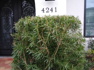 Bush Trimming by Daniel Campos for Paul N. in Houston, TX