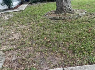 Leaf Removal by William Harvey for Elle R. in Davenport, FL