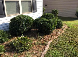 Bush Trimming by Joey Fontana for Christy V. in Simpsonville, SC